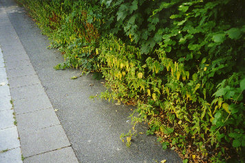 Durch den Dschungel neben der Heinrich-Plett-Straße im August 1999, 2. Akt, Nahaufnahme